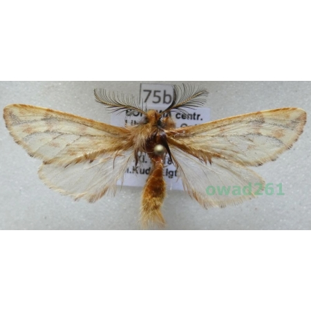 Ptilophora plumigera (Denis & Schiffermüller, 1775) Czech75b